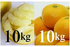 【柑橘定期便】間城農園みかん10kg（1回目)・土佐文旦10kg(2回目) - 果物 フルーツ お楽しみ おすそ分け 送料無料 間城農園 Wms-0059