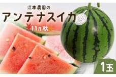 【先行受付】【期間限定】江本農園の11月秋アンテナスイカ1玉 - すいか スイカ 高知県産 西瓜 すいか 産地直送 スイカ em-0017