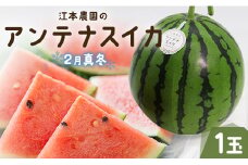 スイカ 2025 期間限定 江本農園の2月真冬アンテナスイカ 1玉 - 果物 フルーツ すいか 西瓜 のし 数量限定 おやつ デザート em-0016