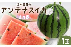 【5月までにお届け】江本農園の4月春アンテナスイカ1玉 - すいか 贈り物フルーツ 果物大好き 食後 デザート おやつ em-0022