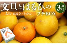文旦 高知 先行予約 間城農園 ちょこっと食べたい方におすすめ「文旦とはるひのプチBOX」- フルーツ 果物 くだもの ぶんたん ブンタン ぼんたん ザボン 柑橘 蜜柑 ミカン 数量限定 期間限定 季節限定 送料無料 高知県 香南市 常温 ms-0036