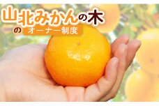 収穫後、山北みかん（露地・無選別）約６０㎏お届け！山北みかんの木のオーナー制度 - 果物 フルーツ 柑橘類 みかん ミカン 蜜柑 数量限定 高知県 香南市 yk-0036