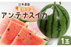 【7月中に配送】スイカ 小玉 甘い 約2kg 糖度14度前後 1玉 西瓜 江本農園 夏の小玉アンテナスイカ - すいか 期間限定 ギフト 減農薬 高糖度 立体栽培 すいか 西瓜 果物 くだもの フルーツ デザート em-0028