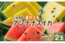 【7月発送】スイカ 先行受付 小玉 約4kg 糖度13～14前後 2玉 西瓜 江本農園 夏の小玉アンテナスイカ 赤＆黄セット - ギフト 減農薬 高糖度 立体栽培 すいか 西瓜 フルーツ 果物 くだもの デザート em-0032