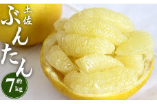 土佐文旦 約7kg (2L～4Lサイズ) 高知 先行予約 期間限定 間城農園 - 柑橘類 果物 くだもの フルーツ ぶんたん ブンタン おいしい 高知県 香南市 ms-0067