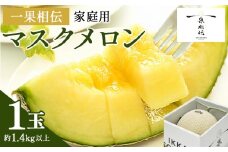 メロン 先行予約 1玉 マスクメロン 青肉メロン 訳ありメロン 1玉 果物 くだもの ＜家庭用メロン＞ フルーツ 甘い デザート 贈答 ギフト プレゼント 産直 産地直送 高知県 青肉 訳あり 一果相伝 青肉 フルーツ 果物 1万円以上 10000円以上  糖度 tn-0024
