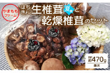 やまももファーム椎茸 夏菌はちきん生椎茸と乾燥椎茸のセット(合計約470g) yo-0012