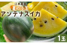 【先行予約】スイカ 小玉 約2kg 糖度13度前後 1玉 江本農園 夏の小玉アンテナスイカ - すいか くだもの 西瓜 果物 ギフト 減農薬 高糖度 立体栽培 em-0025