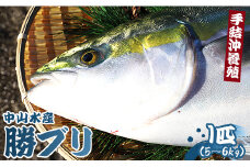 【先行受付】ブリ 鰤 1本 5～6kg ぶりフィレ たたき ぶりしゃぶ ブリカマ ブリ 一本 鰤 - ぶり ブリ 刺し身 カマ 切り身 ぶりしゃぶ 鰤漬け 鮮魚 海鮮 魚介類 中山水産 手結沖養殖「勝ブリ」 ﾌﾞﾘ ブリ ny-0010