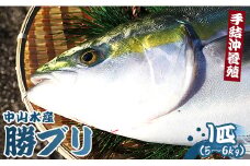 【先行受付】ブリ 鰤 1本 5～6kg ぶりフィレ たたき ぶりしゃぶ ブリカマ ブリ 一本 鰤 - ぶり ブリ 刺し身 カマ 切り身 ぶりしゃぶ 鰤漬け 鮮魚 海鮮 魚介類 中山水産 手結沖養殖「勝ブリ」 ny-0010