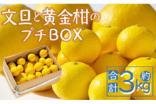 【贈答用】文旦 間城農園 ちょこっと食べたい方におすすめ「文旦と黄金柑のプチBOX」合計約3kg - ぶんたん ブンタン 果物 くだもの フルーツ 柑橘 みかん 詰め合わせ セット 高知県 香南市 常温 ms-0041