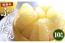 文旦 高知 10kg 高知県 家庭用 10kg家庭用 2L～4Lサイズ (規格外) 高知 先行予約 期間限定 間城農園 文旦 - ぶんたん フルーツ 果物 柑橘 訳あり ms-0051
