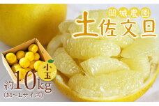 土佐文旦 10kg 高知県 (М～Lサイズ) 果物 フルーツ 柑橘 小玉 高知 先行予約 期間限定 間城農園 文旦 - 高知産 土佐文旦 文旦 ぶんたん ブンタン 果物 ms-0081