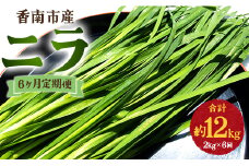 生産量日本一香南市のニラ 2kg 6ヶ月定期便 合計12kg - ニラ 香南市産 にら 朝採れ 産地直送 香味野菜 ニラ Won-0018