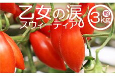 【2025年12月から順次配送】乙女の涙 スウィーティア ミニトマト 3kg - ミニトマト プチトマト フルーツトマト ギフト のし対応 高糖度 お歳暮 御歳暮 贈答用 贈り物 クリスマス 年末年始 is-0018