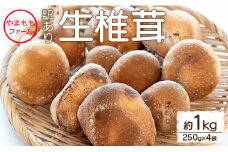 訳あり 生椎茸 1kg 個包装 250ｇ×4 - しいたけ きのこ キノコ 野菜 生しいたけ 不揃い 個包装 無農薬 お鍋 汁物 国産 やまももファーム yo-0015