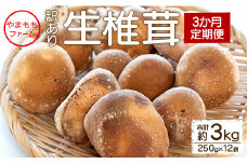 しいたけ 椎茸 3か月定期便 訳あり 生椎茸 3kg(250ｇ×12袋) - しいたけ きのこ キノコ 野菜 生しいたけ 不揃い 個包装 無農薬 お鍋 国産 やまももファーム Wyo-0016