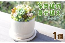 【寄せ植え】多肉植物 多肉 1個 - 鉢植え インテリア ガーデニング おしゃれ グリーン プレゼント 観葉植物 多肉 植物 寄せ植え かわいい お楽しみ 自然 PUKUTTO 高知県 香南市 pk-0001