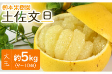 文旦 高知 土佐文旦 5kg 大玉9～10玉 - 果物 フルーツ 柑橘 ぶんたん ブンタン おいしい 特産品 期間限定 数量限定 先行予約 柳本果樹園 高知県 香南市 常温 yg-0007