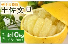文旦 10ｋｇ 高知 土佐文旦 10kg 大玉18～20玉 - 果物 フルーツ 柑橘 ぶんたん おいしい 特産品 先行予約 期間限定 数量限定 柳本果樹園 高知県 香南市 常温 yg-0008