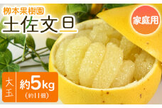 土佐文旦 家庭用 5kg 約11玉 - 果物 フルーツ 柑橘 ぶんたん ブンタン おいしい 訳あり キズ 大小混合 特産品 先行予約 期間限定 数量限定 柳本果樹園 高知県 香南市 常温 yg-0009