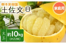 土佐文旦 家庭用 10kg 約22玉 - 果物 フルーツ 柑橘 ぶんたん ブンタン おいしい 訳あり キズ 大小混合 送料無料 特産品 先行予約 期間限定 数量限定 柳本果樹園 高知県 香南市 常温 yg-0010