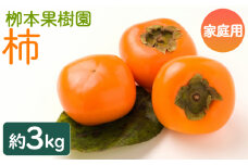 柿 訳あり果物 3kg - ご家庭用 先行予約 果物 くだもの フルーツ カキ かき 甘い おいしい 送料無料 期間限定 季節限定 数量限定 柳本果樹園 高知県 香南市 yg-0016