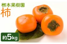 柿 5kg - 果物 くだもの フルーツ カキ かき 甘い おいしい 期間限定 季節限定 数量限定 柳本果樹園 高知県 香南市 yg-0015