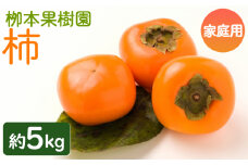 柿 訳あり果物 5kg 先行予約 - ご家庭用 果物 くだもの フルーツ カキ かき 甘い おいしい 期間限定 季節限定 数量限定 柳本果樹園 高知県 香南市 yg-0017