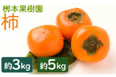 柿 ３ｋｇ 5kg - 果物 くだもの フルーツ カキ かき 甘い おいしい 期間限定 季節限定 数量限定 柳本果樹園 高知県 香南市 常温 旬 国産 Tyg-0025