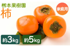 柿 訳あり果物 ３ｋｇ 5kg 家庭用 - 果物 くだもの フルーツ カキ かき 甘い おいしい 期間限定 季節限定 数量限定 柳本果樹園 高知県 香南市 常温 旬 国産 Tyg-0026