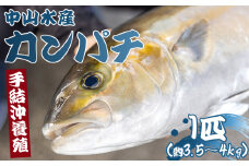 【先行受付】〈養殖カンパチ〉カンパチ かんぱち １匹 3.5kg～4kg 【先行申込】 手結沖養殖 - 期間限定 魚 冬かんぱち 海鮮 鮮魚 魚介類 海の幸 ギフト お刺身 煮物 焼き魚 おかず 産地直送 高知県 香南市 ny-0005