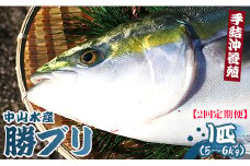ブリ 鰤 1匹(5kg～6kg) 2回 定期便 海鮮 【先行申込】 - 勝ブリ 期間限定 魚 ぶり 鰤 寒ブリ 海鮮 鮮魚 魚介類 海の幸 ギフト お刺身 煮物 焼き魚 おかず 手結沖養殖 産地直送 のし対応可 高知県 香南市 Wny-0012