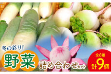 白菜 漬物 定番 冬の彩り野菜セット(白菜、カブ、 大根) - やさい 新鮮 カブ 詰合せ 浅漬け 朝採れ 簡単料理 常備野菜 時短 使いやすい 無農薬 産地直送 旬彩ファームやまさき 高知県 香南市 sy-0009