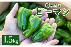 【先行受付】高知県香南市産採れたてピーマン1.5kg - ピーマン 野菜 やさい 新鮮 国産 肉厚 炒め物 肉詰め 料理 高知県 香南市 冷蔵 im-0002