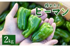 【先行受付】高知県香南市産採れたてピーマン2kg - 野菜 やさい 新鮮 国産 肉厚 炒め物 肉詰め 料理 高知県 香南市 冷蔵 im-0003