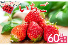 いちご 4パック 計60個程度 各パック 15～18個 いちご イチゴ 苺 ストロベリー 青果 果物 採れたて 新鮮 フルーツ あまえくぼ さちのか 紅ほっぺ べにほっぺ やすらぎ市 高知県 香南市 冷蔵 国産 パック 包装  yr-0054