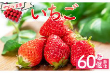 【先行受付】いちご 4パック 計60個程度 各パック 15～18個 いちご イチゴ 苺 ストロベリー 青果 果物 採れたて 新鮮 フルーツ あまえくぼ さちのか 紅ほっぺ べにほっぺ やすらぎ市 高知県 香南市 冷蔵 国産 パック 包装  yr-0054