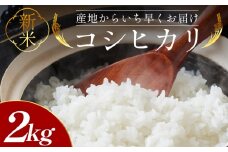 コシヒカリ 2kg 新米 先行受付 - 新米 お米 おこめ 国産 米 精米 ひのひかり ごはん 白米 ご飯 おにぎり おむすび 料理 調理 防災 非常食 備蓄 高知県 香南市 常温 at-0031