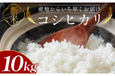 コシヒカリ 10kg 新米 先行予約 - 新米 お米 おこめ 国産 米 精米 ひのひかり ごはん 白米 ご飯 おにぎり おむすび 料理 調理 防災 非常食 備蓄 高知県 香南市 常温 at-0033