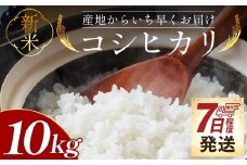 コシヒカリ 10kg 新米 先行予約 - 新米 お米 おこめ 国産 米 精米 ひのひかり ごはん 白米 ご飯 おにぎり おむすび 料理 調理 防災 非常食 備蓄 高知県 香南市 常温 at-0043
