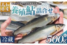 鮎 冷蔵 500g 生鮎 先行受付 高知県産 物部川のキレイな伏流水で育った 養殖鮎 詰合せ カネミツ養鮎 - 国産 アユ あゆ 魚 魚介 海鮮 養殖 川魚 塩焼き 炊き込みご飯 鮎飯 カネミツ養鮎 高知県 香南市 冷蔵 kt-0001
