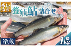 【冷蔵】鮎 1kg 先行受付 あゆ アユ ｱﾕ 物部川のキレイな伏流水で育った 養殖鮎 - 生鮎 鮎の塩焼き 魚 魚介 川魚 塩焼き 干物 ひもの 海鮮 国産 鮎 kt-0002