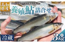 【冷蔵】鮎 3kg 生鮎 先行受付 物部川のキレイな伏流水で育った 養殖鮎 詰合せ カネミツ養鮎 - 国産 アユ あゆ 魚 魚介 海鮮 養殖 川魚 塩焼き 炊き込みご飯 鮎飯 カネミツ養鮎 高知県 香南市 冷蔵 kt-0003
