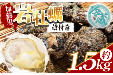 【冷蔵】岩牡蠣(殻付き) 1.5kg 加熱用 - 国産 カキ かき 牡蠣 魚介 海鮮 貝類 殻つき 天然 産地直送 肉厚 フライ 焼き牡蠣 海の幸 えび蔵 高知県 香南市 冷蔵 eb-0007