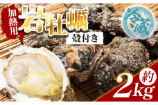 【冷蔵】岩牡蠣(殻付き) 2kg 加熱用 - 国産 カキ かき 牡蠣 魚介 海鮮 貝類 殻つき 天然 産地直送 肉厚 フライ 焼き牡蠣 海の幸 えび蔵 高知県 香南市 冷蔵 eb-0008