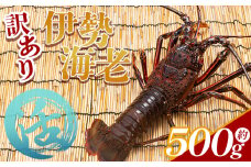 活 伊勢海老 計500g(1～2匹) 冷蔵 - 活き伊勢海老 訳あり 国産 エビ えび 海鮮 魚介 産地直送 プリプリ 味噌汁 刺身 焼き物 汁物 えび蔵 高知県 香南市 冷蔵 10000円以上 1万円以上 eb-0001