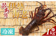 伊勢海老 1kg(1～4匹) 冷凍 - 訳あり 国産 エビ えび 海鮮 魚介 産地直送 プリプリ 味噌汁 刺身 焼き物 汁物 えび蔵 高知県 香南市 冷凍 10000円以上 1万円以上 eb-0006