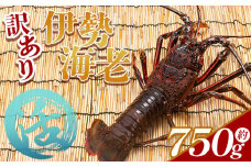 活 伊勢海老 計750g(1～3匹) 冷蔵 - 訳あり 国産 エビ えび 海鮮 魚介 産地直送 プリプリ 味噌汁 刺身 焼き物 汁物 えび蔵 高知県 香南市 冷蔵 10000円以上 1万円以上 eb-0002