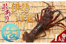 活 伊勢海老 計1kg(1～4匹) 冷蔵 - 活き伊勢海老 訳あり 国産 エビ えび 海鮮 魚介 産地直送 プリプリ 味噌汁 刺身 焼き物 汁物 えび蔵 高知県 香南市 冷蔵 10000円以上 1万円以上 eb-0003